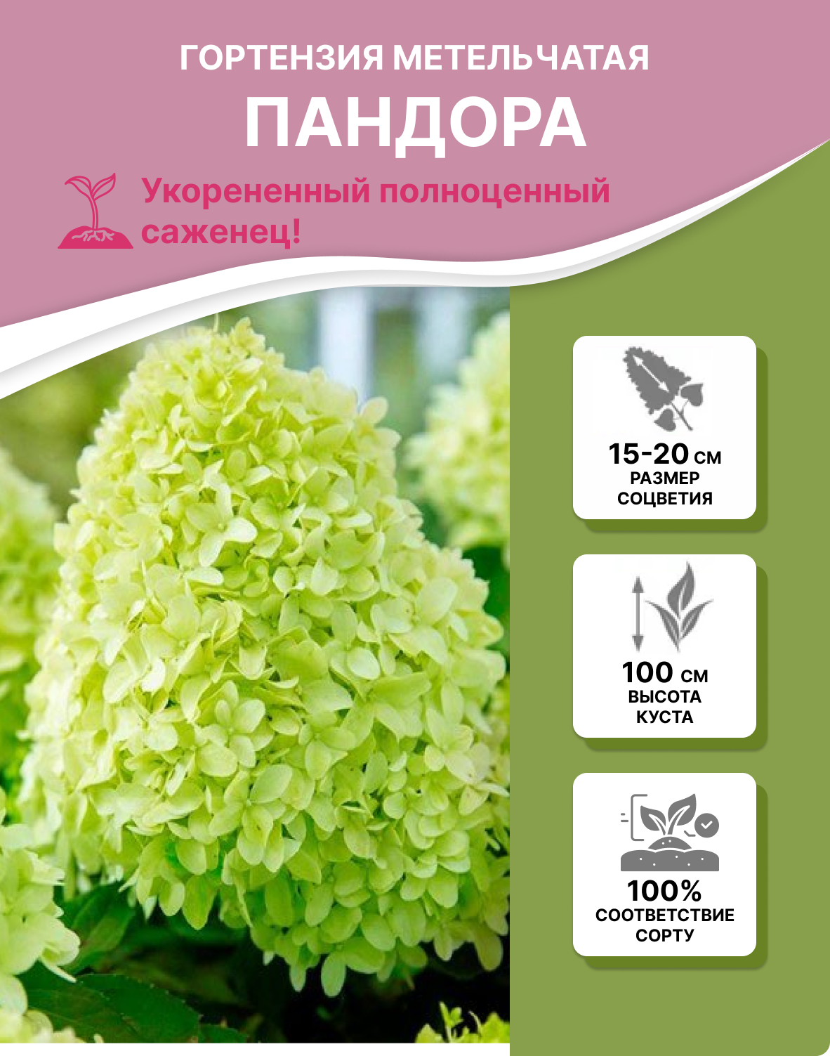 Заголовок